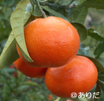 c841616d.jpg